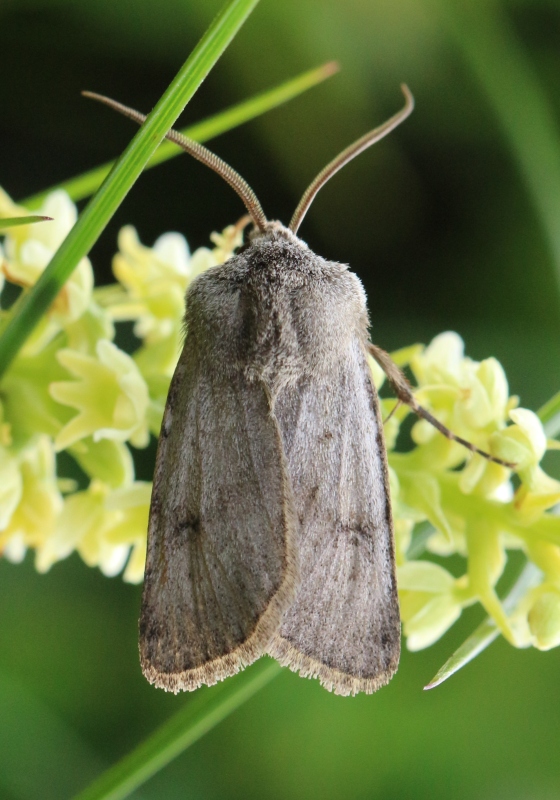 Falena del Moncenisio - Agrotis cinerea